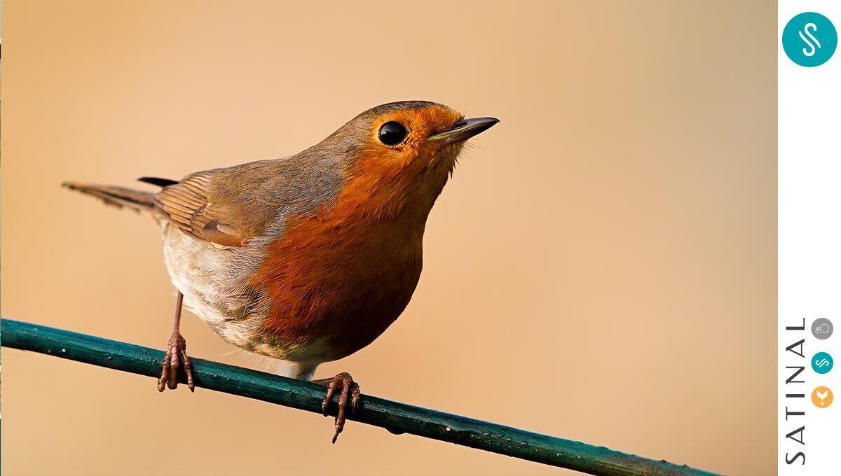 Eva Film to protect birds